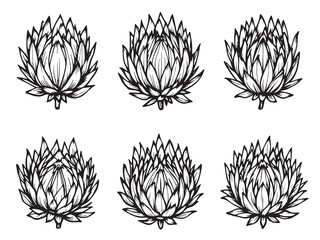 Protea line art floral design black and white 