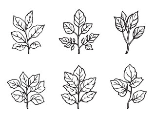 Purslane Greens line art healthy leafy vegetable illustration 