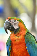 portrait shamrock macaw hybrid macaw free flying  parrot.