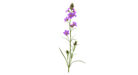Delicate purple wildflower standing tall against a clear background, showcasing nature's beauty