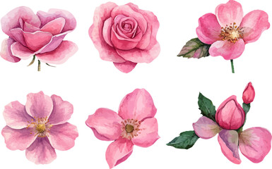 Botanical Watercolor Pink Rose – Romantic Wedding Element