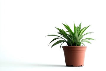 Obraz premium Potted Spider Plant on White Background Adds Fresh Touch to Interiors