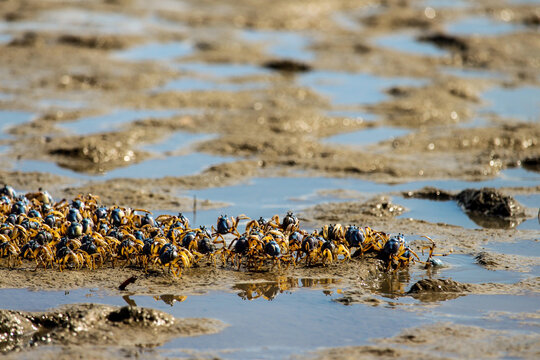 Soldier crabs in formation