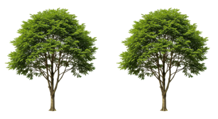 Two lush green trees standing side by side in a serene environment, showcasing nature's beauty