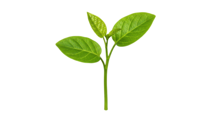 Fresh green plant with vibrant leaves isolated on a clean background for nature themes