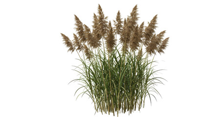 Lush cluster of pampas grass swaying gently in the breeze under a clear blue sky