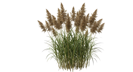 Lush cluster of pampas grass swaying gently in the breeze under a clear blue sky