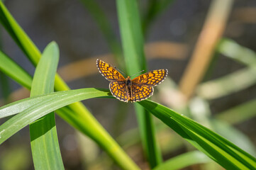 The heath fritillary (Mellicta athalia) butterfly resting on green reeds
