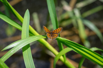 The heath fritillary (Mellicta athalia) butterfly resting on green reeds
