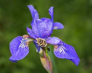 Closeup of the Eurasian bee beetle (Trichius fasciatus) on beautiful violet-blue flower of Siberian iris