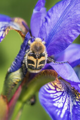 Closeup of the Eurasian bee beetle (Trichius fasciatus) on beautiful violet-blue flower of Siberian iris