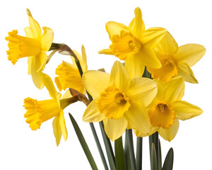 yellow daffodils isolated on white background