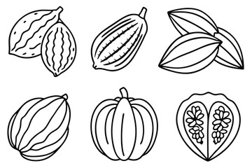 Cacao fruit line art natural sketch on paper