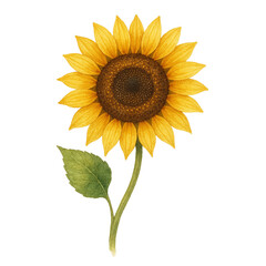 Obraz premium Watercolor Sunflower with Green Leaf and Bright Yellow Petals