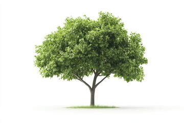 Obraz premium Isolated Green Tree with Leaves on White Background Nature Illustration
