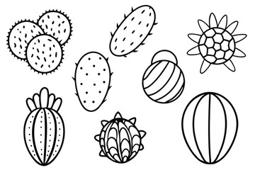 Cacao fruit line art sketch for product packaging