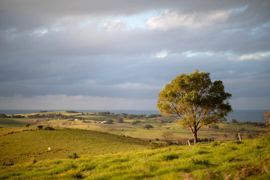 Tall Tree on Green Farmlands Overlooking Ocean