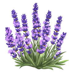 Fototapeta premium Vibrant Lavender Bouquet Calming Purple Flowers Nature Beauty