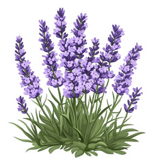 Lush Lavender Blooms Peaceful Purple Flowers Tranquil Nature Scene