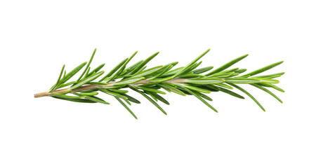 Fototapeta premium Fresh rosemary sprig isolated on white background, perfect for culinary and herbal uses