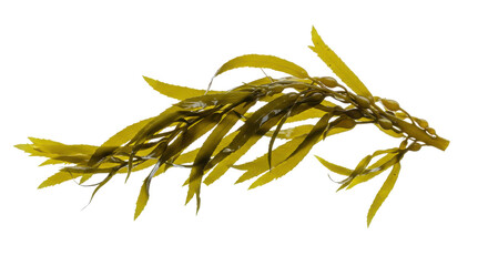 Vibrant underwater kelp floating gracefully in a serene ocean environment