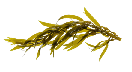 Vibrant underwater kelp floating gracefully in a serene ocean environment