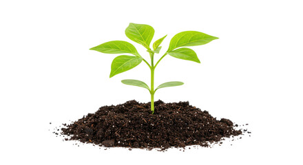Young green plant emerging from rich soil, symbolizing growth and renewal in nature