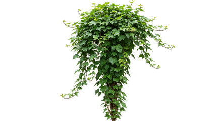 Fototapeta premium Lush Green Ivy Plant Cascading Downward, Enhancing Natural Beauty in a Garden