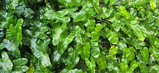 Philodendron has thick, dark green leaves with pointed tips and heart-shaped bases. Philodendron burle-marxii is an air-purifying plant. It is a climbing plant that can be grown in water.
