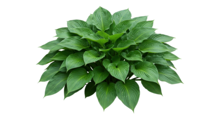 Lush green hosta plant with vibrant leaves showcasing natural beauty in a garden setting