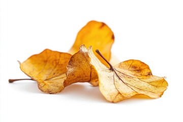 Naklejka premium Dried Leaves Close-up on White Background Exhibiting Textures and Fall Colors