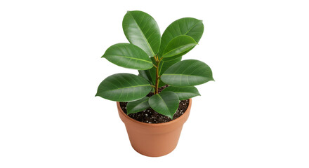 Obraz premium Potted rubber plant with glossy green leaves against a plain background