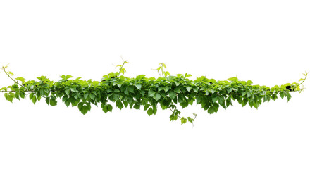 Lush Green Ivy Vines Cascading Elegantly in a Natural Setting with Soft Lighting