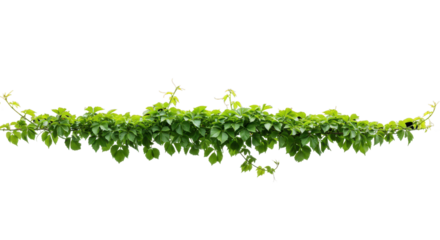 Lush Green Ivy Vines Cascading Elegantly in a Natural Setting with Soft Lighting