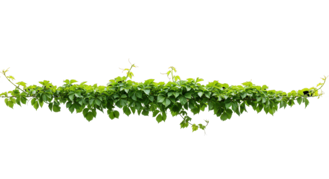 Lush Green Ivy Vines Cascading Elegantly in a Natural Setting with Soft Lighting