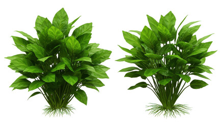 Lush Green Indoor Plants in a Bright Space Enhancing Home Decor and Atmosphere
