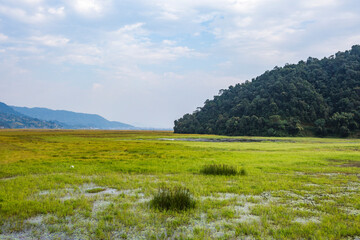 Fototapeta premium The marshy part of Phewa Lake in Pokhara, Nepal.