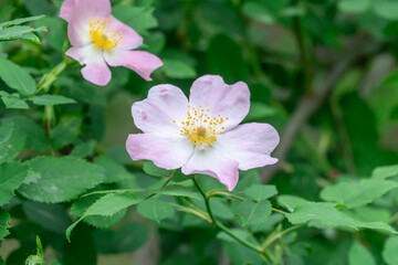 Obraz premium Pink flowers of rosehip bloom on branches of wild shrub. Thorn sweetbriar rose genus plants of rosaceae family blossom in park. Flowering medicinal plant of wild rose close-up. Aromatic twig dogrose.
