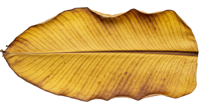 Dried Banana Leaf Golden Hues Studio Shot. AI Generated
