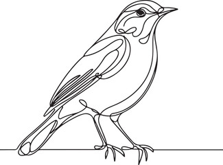 Detailed Line Drawing of Thrush Bird Art