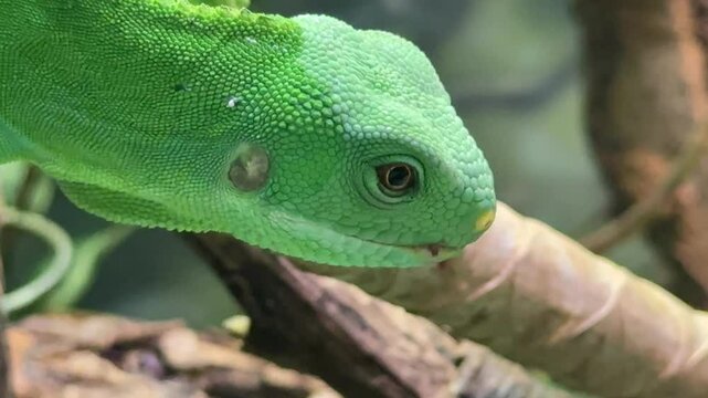 green iguana on a branch