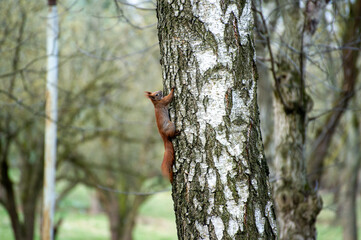 red squirrel climbing on tree