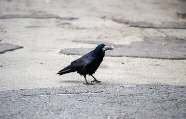 Obraz premium a black crow on the ground