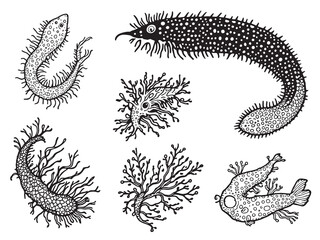Sea Cucumber line art underwater creature illustration 