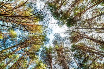 Obraz premium Pine forest, photographed on an early spring day. Background and nature.