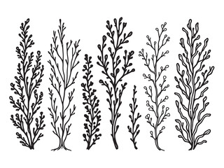 Kelp line art underwater plant drawing healthy nutrition green sketch 