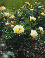 Itoh Peony Bartzella 