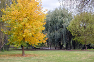 Autumn leaves starting to show on a tree