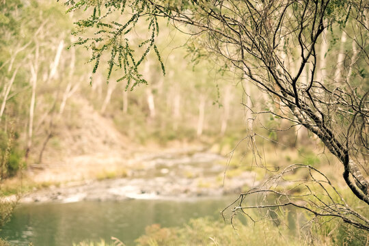 a thin tree branch in focus, with a calm stream and forest in the background