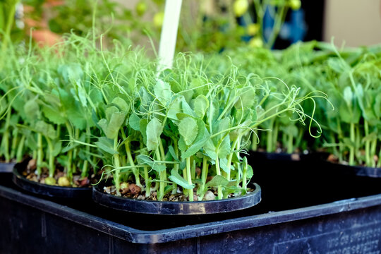 potted pea shoots for sale at a market